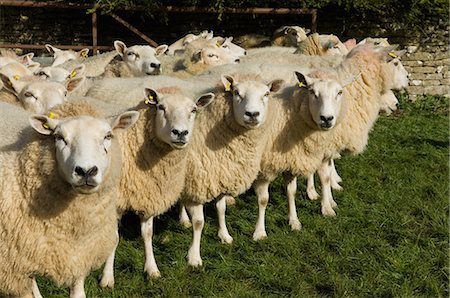 domestic sheep - Flock of sheep standing together Stock Photo - Premium Royalty-Free, Code: 649-06001291