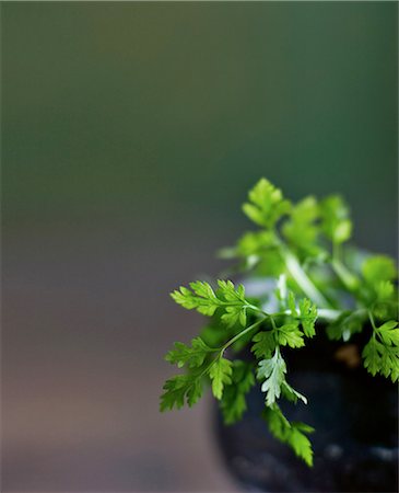 parsley - Close up of herb leaves Stock Photo - Premium Royalty-Free, Code: 649-06113133