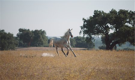 running horses - Horse running in field Stock Photo - Premium Royalty-Free, Code: 649-06113168