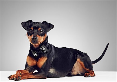 pampered - Dog wearing bow tie Stock Photo - Premium Royalty-Free, Code: 649-06113615