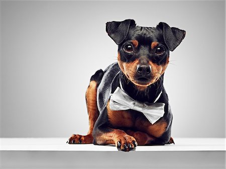 pampered - Dog wearing bow tie Stock Photo - Premium Royalty-Free, Code: 649-06113610