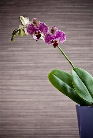 flowers in a vase - Potted orchid flower indoors Stock Photo - Premium Royalty-Free, Code: 649-06165323