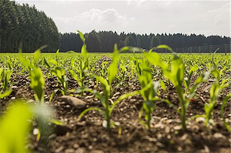 Sprouts growing in crop field Stock Photo - Premium Royalty-Free, Code: 649-06305085