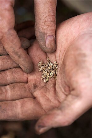 dirty person - Fennel Seeds in hand Stock Photo - Premium Royalty-Free, Code: 649-06305199