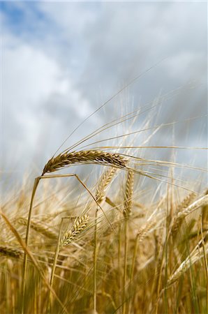 Close up of wheat stalks in tall grass Stock Photo - Premium Royalty-Free, Code: 649-06352932