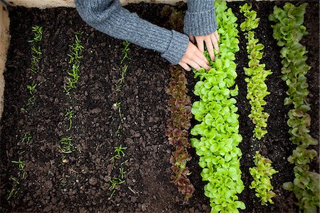 Teenage girl planting seedlings Stock Photo - Premium Royalty-Free, Code: 649-06352950