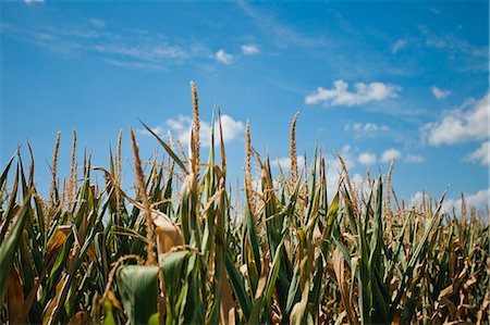 Corn field under blue sky Stock Photo - Premium Royalty-Free, Code: 649-06352985