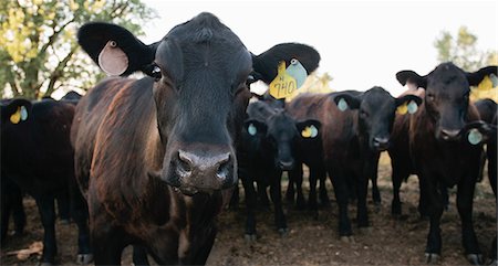 Cows wearing tags in ears Foto de stock - Sin royalties Premium, Código: 649-06352981