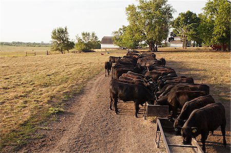 farm animals usa - Herd of cows feeding in field Stock Photo - Premium Royalty-Free, Code: 649-06352982