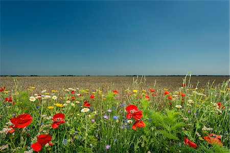 Fleurs sauvages de plus en plus dans le domaine rural Photographie de stock - Premium Libres de Droits, Code: 649-06353010