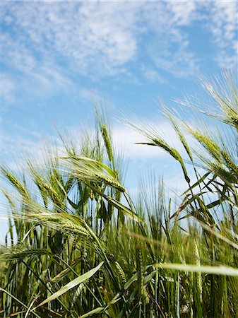 Close up of barley stalks in field Stock Photo - Premium Royalty-Free, Code: 649-06400458