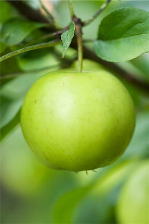 single fruits tree - Close up of apple growing on tree Stock Photo - Premium Royalty-Free, Code: 649-06400573