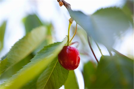 european cherry trees branches - Close up of cherry growing on tree Stock Photo - Premium Royalty-Free, Code: 649-06400752
