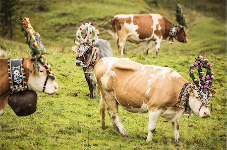 Cows wearing headdresses in grassy field Stock Photo - Premium Royalty-Free, Code: 649-06432617