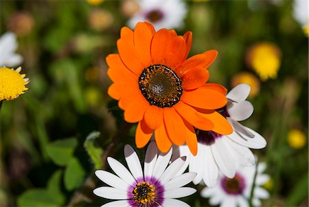 Close up of bright orange flower Stock Photo - Premium Royalty-Free, Code: 649-06432637