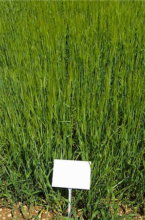Blank card in field of tall grass Stock Photo - Premium Royalty-Free, Code: 649-06432726