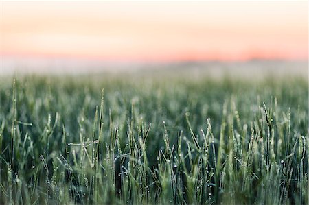 simsearch:649-06432787,k - Frost on tall grass in field Stock Photo - Premium Royalty-Free, Code: 649-06433198