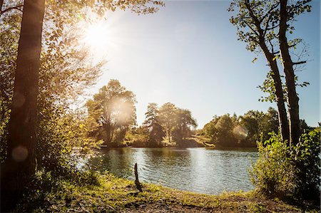 Trees growing by rural lake Stock Photo - Premium Royalty-Free, Code: 649-06433193