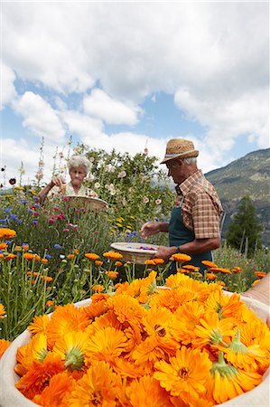 senior couple garden - Older people picking flowers in field Stock Photo - Premium Royalty-Free, Code: 649-06433417
