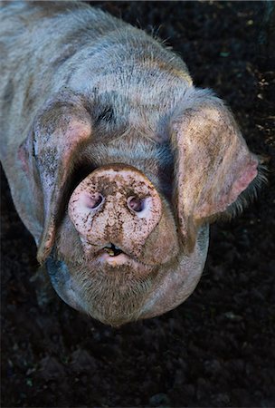 pig - Close up of pigs muddy snout Stock Photo - Premium Royalty-Free, Code: 649-06489126