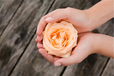 Woman cupping rose in hands Stock Photo - Premium Royalty-Free, Code: 649-06489154