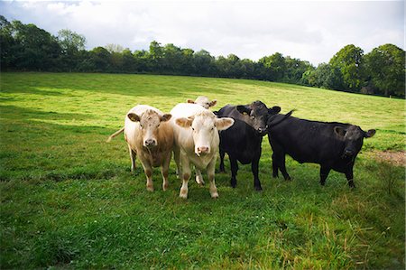 Cows walking in grassy field Foto de stock - Sin royalties Premium, Código: 649-06489846