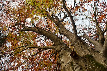 simsearch:649-06432787,k - Low angle view of autumn tree Stock Photo - Premium Royalty-Free, Code: 649-06622337
