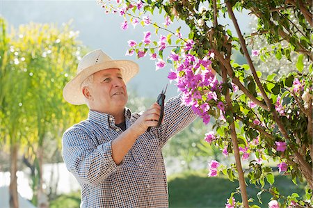 pruning shears - Older man gardening outdoors Stock Photo - Premium Royalty-Free, Code: 649-06716690