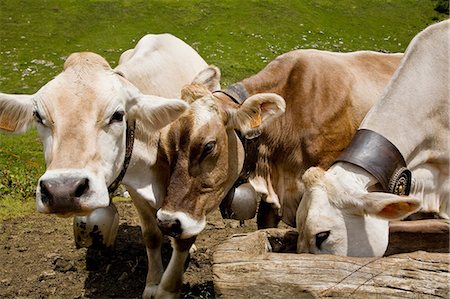 Three cows feeding from trough Foto de stock - Sin royalties Premium, Código: 649-06813164