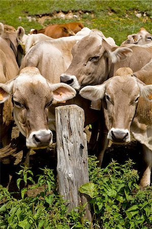 Cows by wooden post Stock Photo - Premium Royalty-Free, Code: 649-06813167