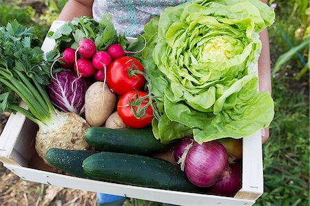 Woman holding box of fresh vegetables in allotment Stock Photo - Premium Royalty-Free, Code: 649-06829466