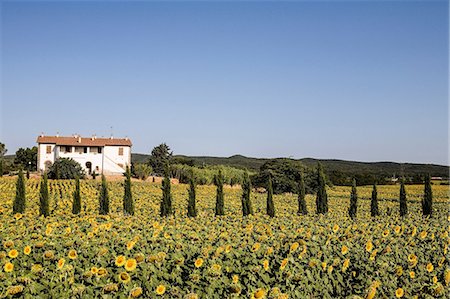 Field of sunflowers in front of farmhouse, Tuscany, Italy Stock Photo - Premium Royalty-Free, Code: 649-06829878