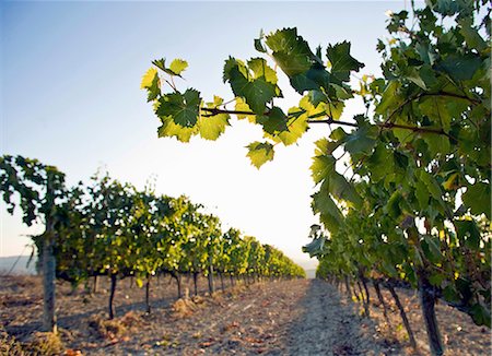 Close up of vine leaves and grapevines, Tuscany, Italy Photographie de stock - Premium Libres de Droits, Code: 649-06829896