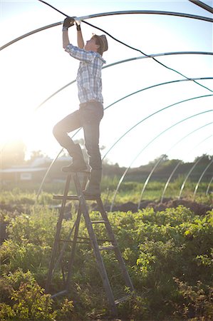 step ladder - Young man working on maintenance of greenhouse Stock Photo - Premium Royalty-Free, Code: 649-06844253