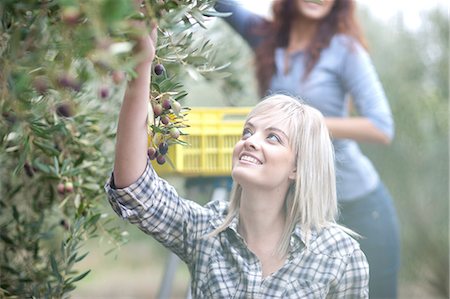 simsearch:649-07238535,k - Woman picking olives in olive grove Stock Photo - Premium Royalty-Free, Code: 649-06844346