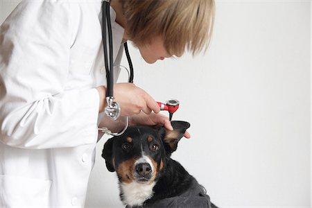 Female veterinarian examining dogs ear Stock Photo - Premium Royalty-Free, Code: 649-06845227
