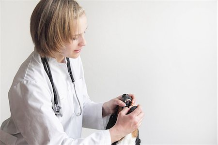 focused professional - Female veterinarian examining dogs mouth Stock Photo - Premium Royalty-Free, Code: 649-06845230