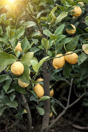 Close up of lemon tree in Chieti, Abruzzo, Italy Stock Photo - Premium Royalty-Free, Code: 649-06845293