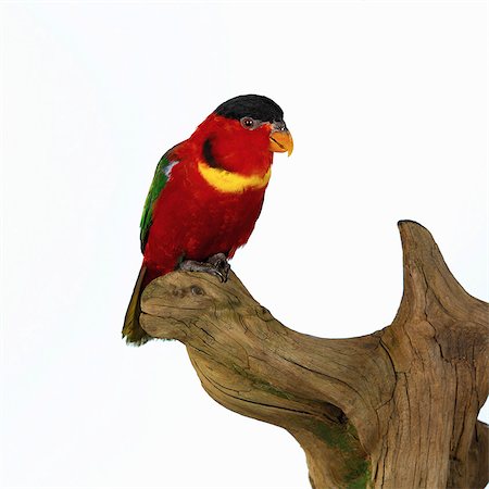 Yellow Bibbed Lory on wooden sculpture Foto de stock - Sin royalties Premium, Código: 649-07065129