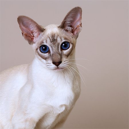 Siamese Blue Tabby Point Stock Photo - Premium Royalty-Free, Code: 649-07065152