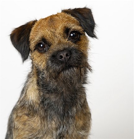 Portrait of Bearded Terrier Stock Photo - Premium Royalty-Free, Code: 649-07065165