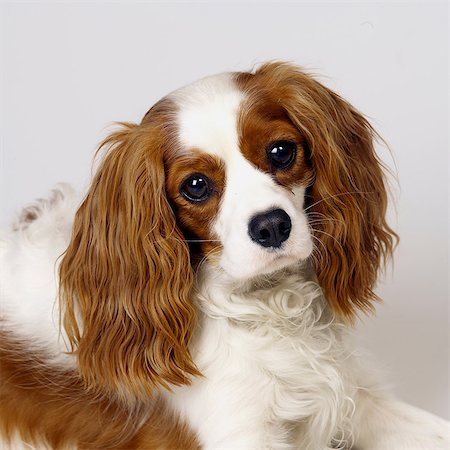 Close up of Cavalier King Charles Spaniel Stock Photo - Premium Royalty-Free, Code: 649-07065177