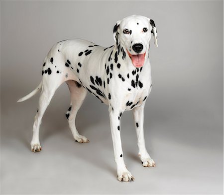 panting - Dalmatian panting Stock Photo - Premium Royalty-Free, Code: 649-07065179