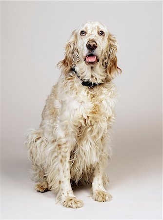 English Setter with mouth open Stock Photo - Premium Royalty-Free, Code: 649-07065184
