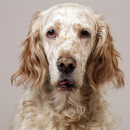 Close up of freckly English Setter Stock Photo - Premium Royalty-Free, Code: 649-07065183