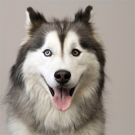 dog heads close up - Close up of Husky Stock Photo - Premium Royalty-Free, Code: 649-07065194