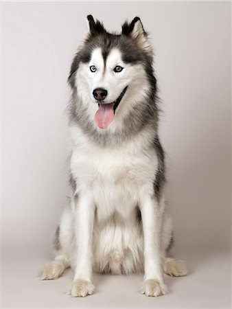 Husky Stock Photo - Premium Royalty-Free, Code: 649-07065197