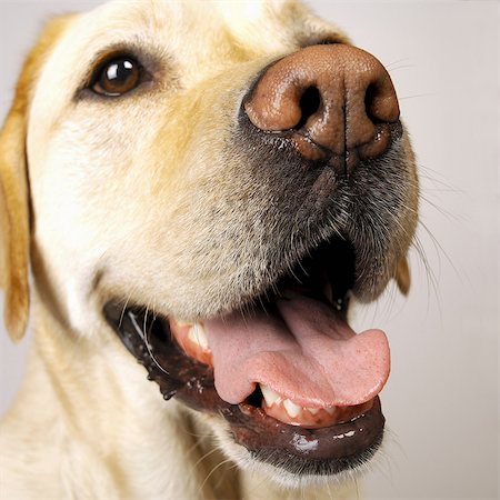 dog heads close up - Close up of Labrador tongue out panting Stock Photo - Premium Royalty-Free, Code: 649-07065199