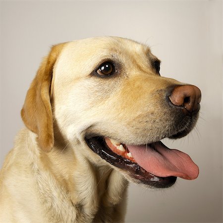 dog not japan not asia - Close up of Labrador tongue out panting Stock Photo - Premium Royalty-Free, Code: 649-07065200