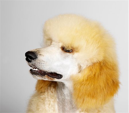 Close up of Standard Poodle Stock Photo - Premium Royalty-Free, Code: 649-07065213